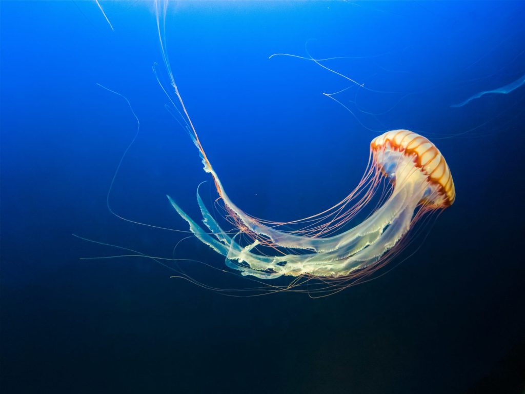 Yellow jellyfish floating in blue sea